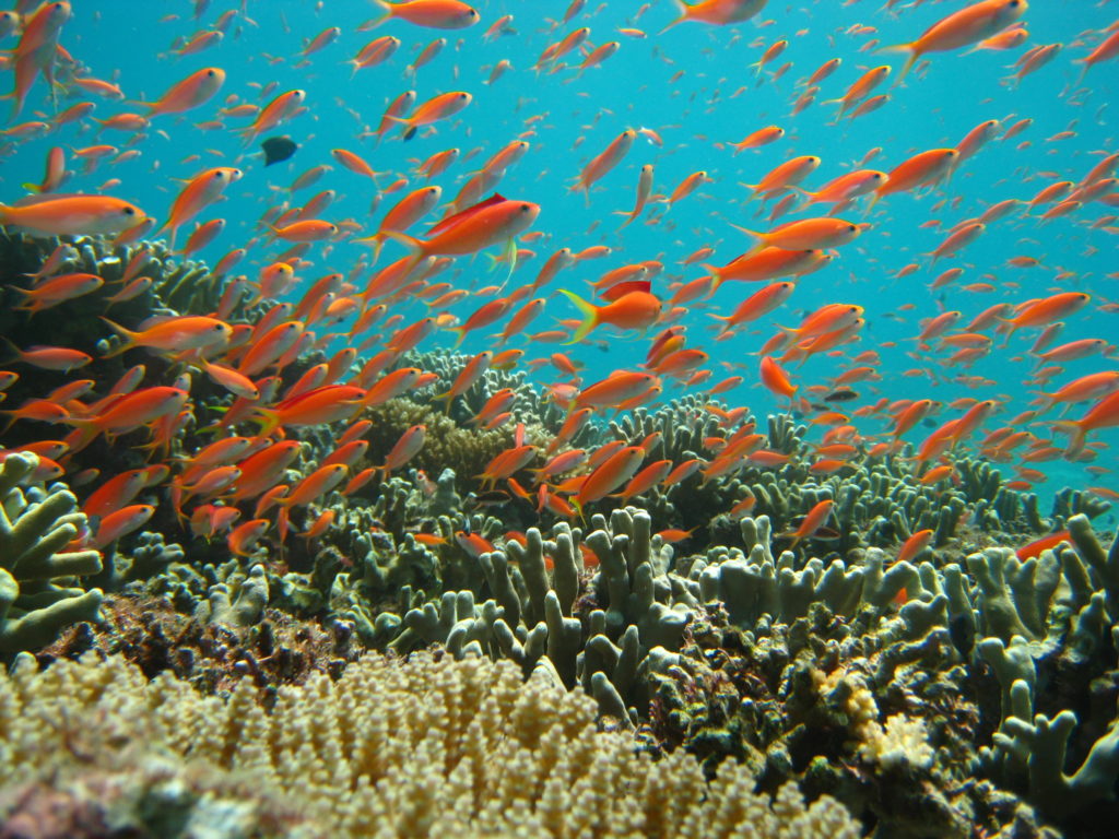 お盆！！8月12日～15日！3泊4日！6ダイブ付き！『☆西表島！』そこには、世界有数の珊瑚と普段見れない生物が、わんさか居るよ！水中貯蔵【泡盛！】あるかなー？のイメージ