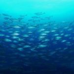 7月25日(土)この時期の、松江の魚群が凄い!!見に行こう!度肝を抜くうみを!!のイメージ