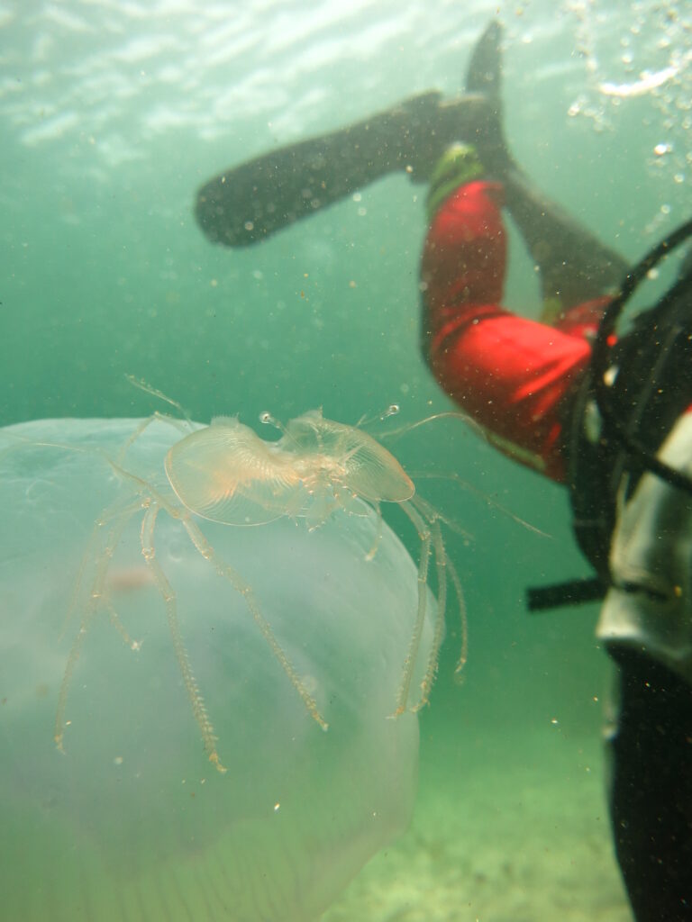 3月13日(土)『☆松江』ドライスーツで、レア物幼魚を探しに行こうーー!!のイメージ