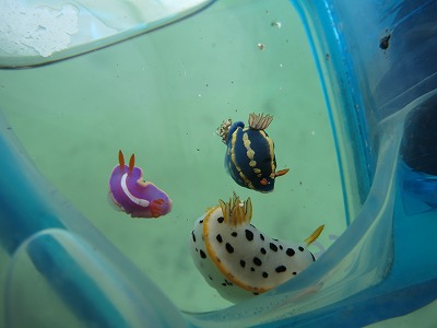 2月21日(日)『松江!』でダイビングを楽しもう!!そろそろレア物の幼魚が現れる季節です!!のイメージ