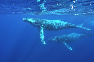 ザトウクジラ！を見に行こうー！(^^♪　2月3月受付開始！！全てスノーケルでクジラ観察だけど、その迫力もシルエットも最高！！人生観変わると思うよ(^_-)のイメージ