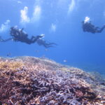 7月11～15日！西表島！極上のサンゴの海を堪能しよう！！竜宮城のような海が広がってます！！のイメージ