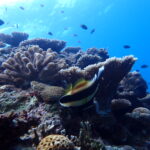 5月3～6日！3泊4日！6ダイブ付き！！『沖縄の北部！☆今帰仁！！』最高の珊瑚とニシキテグリに会いに行こう！！のイメージ