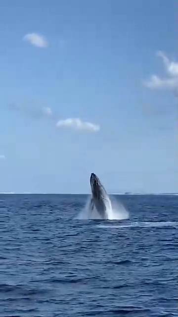 1月18日～19日！時間の無い方の、弾丸！！『☆クジラスイムツアー！！』( *´艸｀)！のイメージ