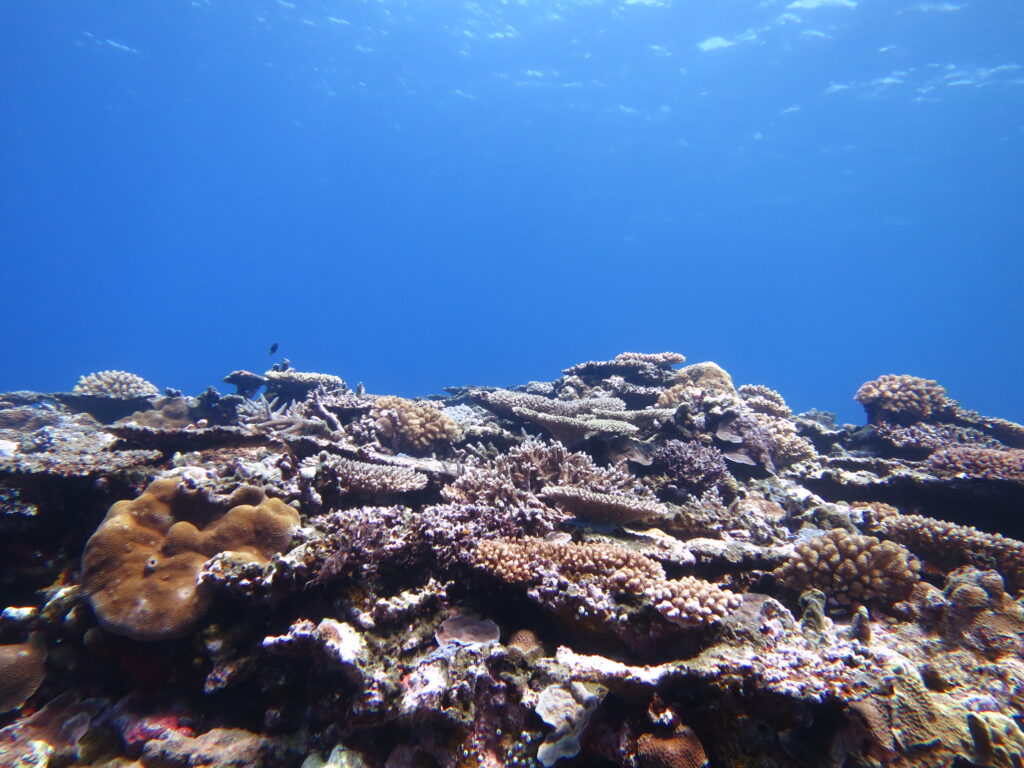 3月25～30日の間で、3泊4日、4泊5日で、『☆西表島！！』『☆久米島！』方面のリクエストが入りました( *´艸｀)　是非、行けそうな方は、ご連絡ください！！行きたいポイントなども添えていただくとありがたいです(^_-)-☆のイメージ