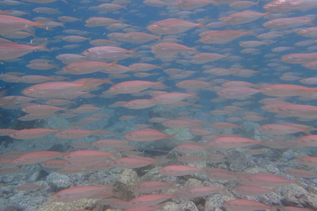 9/14　この時期の海は、とにかく魚影が濃い！！この日も前が見えないくらい魚の群れが！！のイメージ