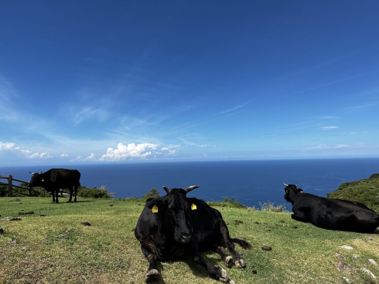 10/2 隠岐の島ダイビング1泊2日で思いっきり島を楽しめました！！