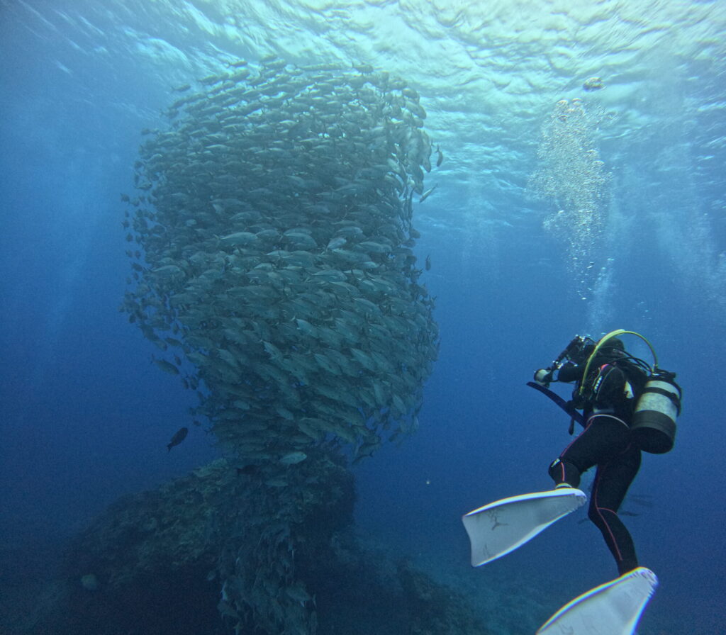 ☀️🏝 粟国島ステイ！！ダイビングツアー開催！！ 🤿✨＼✨海遊び初上陸✨／6月5日～8日！！のイメージ