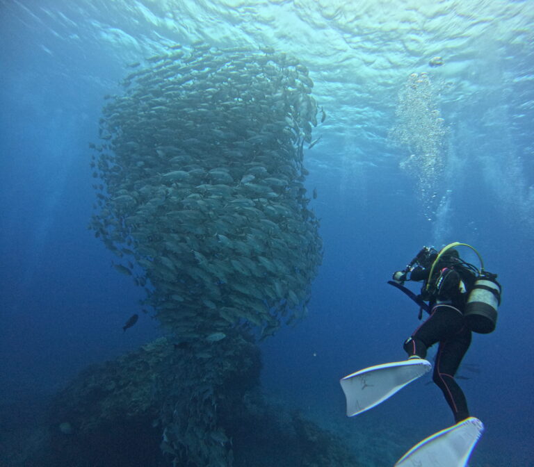 ☀️🏝 粟国島ステイ！！ダイビングツアー開催！！ 🤿✨＼✨海遊び初上陸✨／6月5日～8日！！