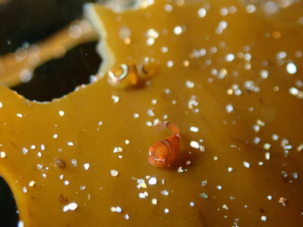 島根県・大田の海で【天使の輪のダンゴウオ】シーズンスタート！！行きましょー！！のイメージ