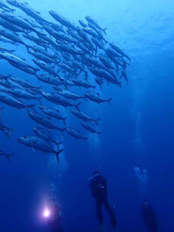 座間味1本目でいきなり…出たよ！『ギンガメトルネード！』