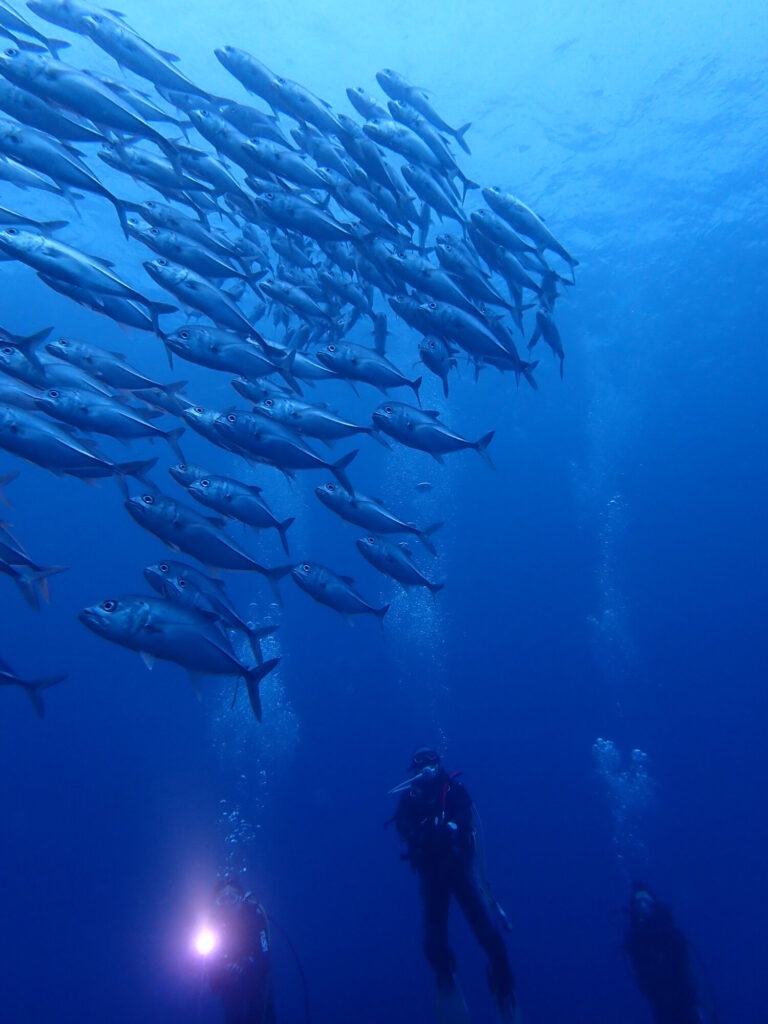 座間味1本目でいきなり…出たよ！『ギンガメトルネード！』のイメージ