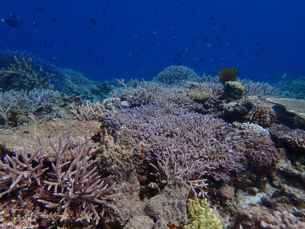 珊瑚がとにかく凄すぎる…！！のイメージ