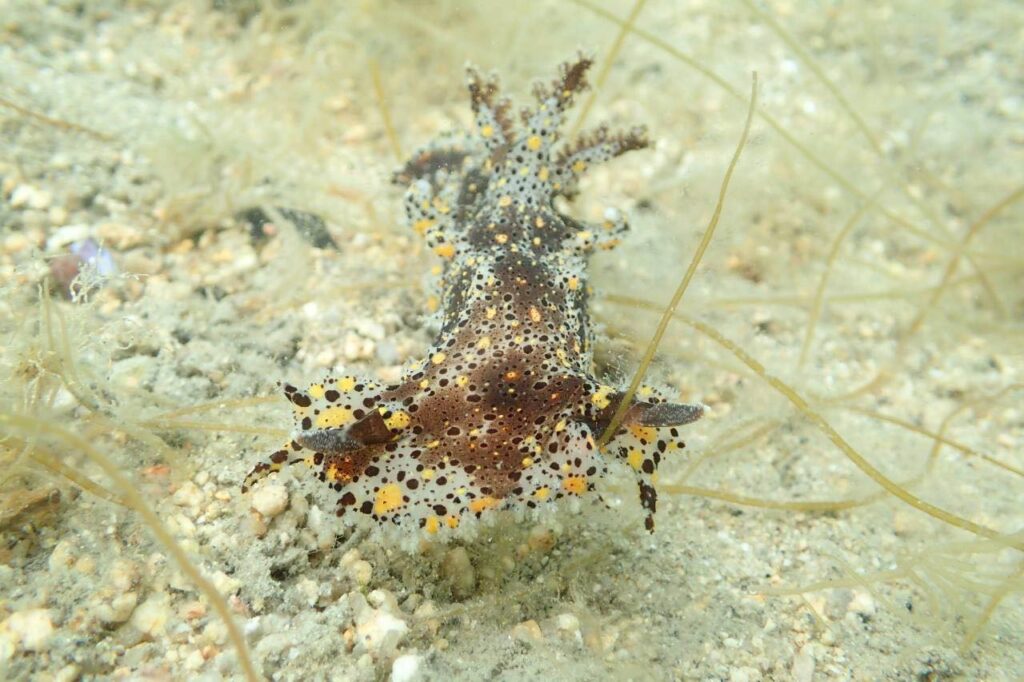 倉橋の海では、珍しいヒカリウミウシを発見!!倉橋の海侮るなかれ!!のイメージ