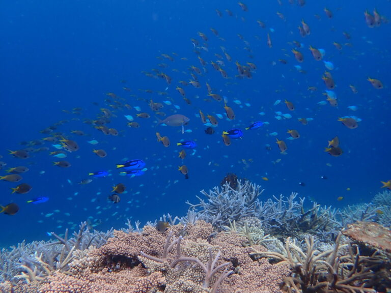 ドリーが舞う海！！🐠✨いやーーーこれ、俺的には最高すぎるやつです😆✨